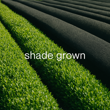 shade-grown tencha tea rows under traditional cultivation, with text overlay: 'shade grown'