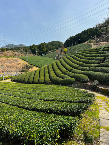 shaded tencha tea rows in Wazuka, Kyoto, the source of mind&leaf matcha