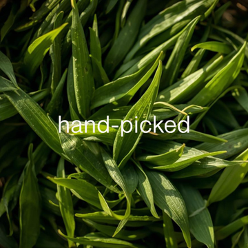 close-up of fresh tencha tea leaves, with text overlay: "hand-picked"