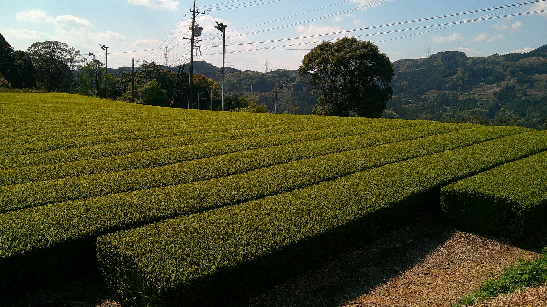 tea fields in Shizuoka, Japan